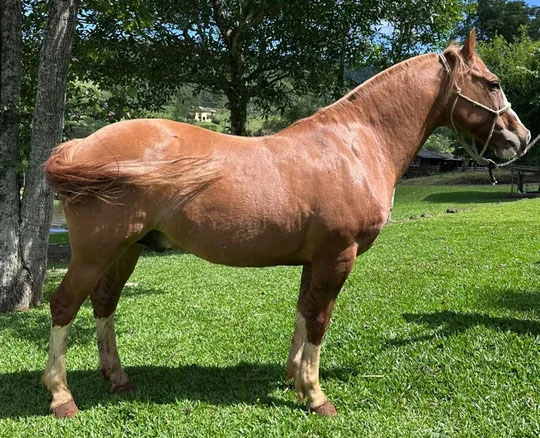 Caballos criollos